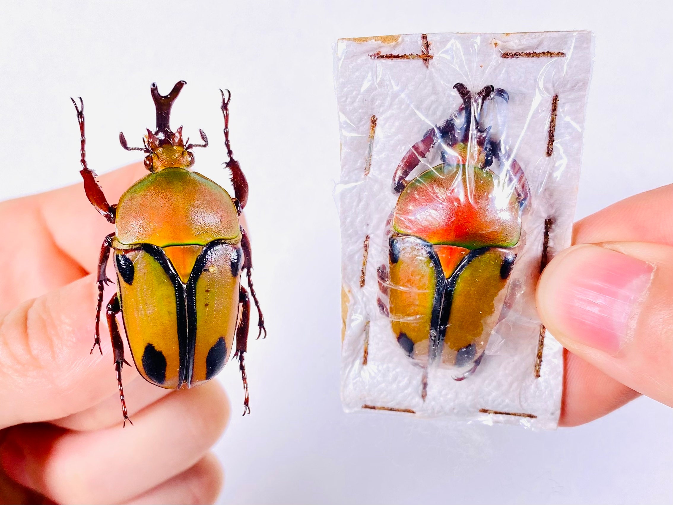 標本用品 Tanzania Eudicela e.euthalia 40mm Eudicella Trilineata Interruptefasciata Tanzania (TZ) - Wild