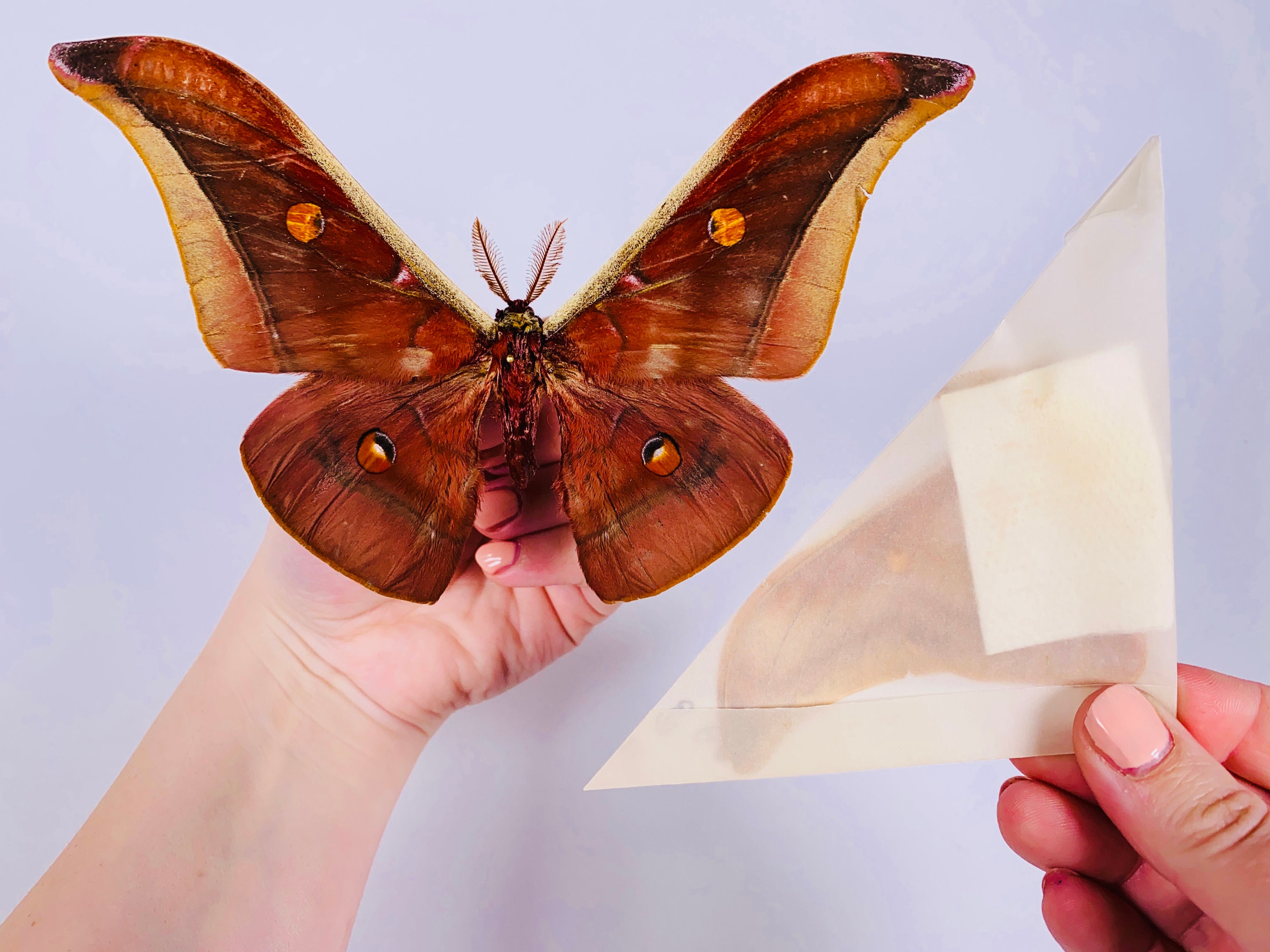 Antheraea assamensis タイの本物の乾燥した蛾の蝶の昆虫、剥製アートプロジェクト昆虫コレクション用 - Etsy 日本