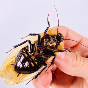 Blaberus giganteus real cockroach with wings for insect artwork, butterflies collection or taxidermy project. image 9