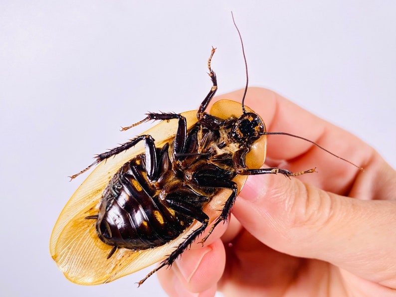 Blaberus giganteus real cockroach with wings for insect artwork, butterflies collection or taxidermy project. image 9