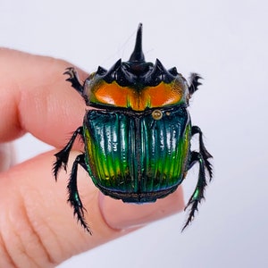 Bousier pour œuvre d’art Phanaeus imperator GRAND ou MOYEN