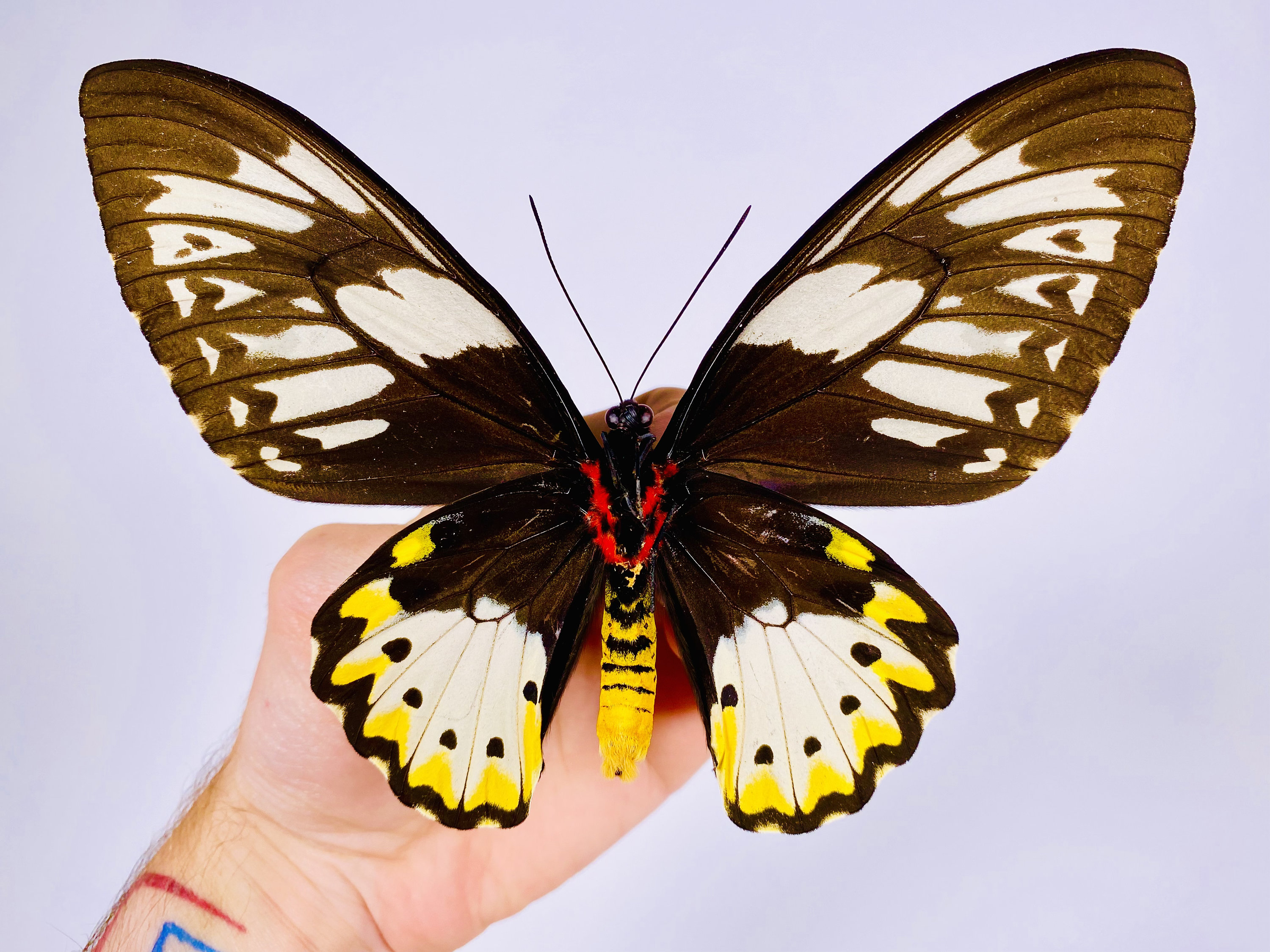 Ornithoptera priamus ♂♀ 標本 Ornithoptera priamus ♂♀ 標本
