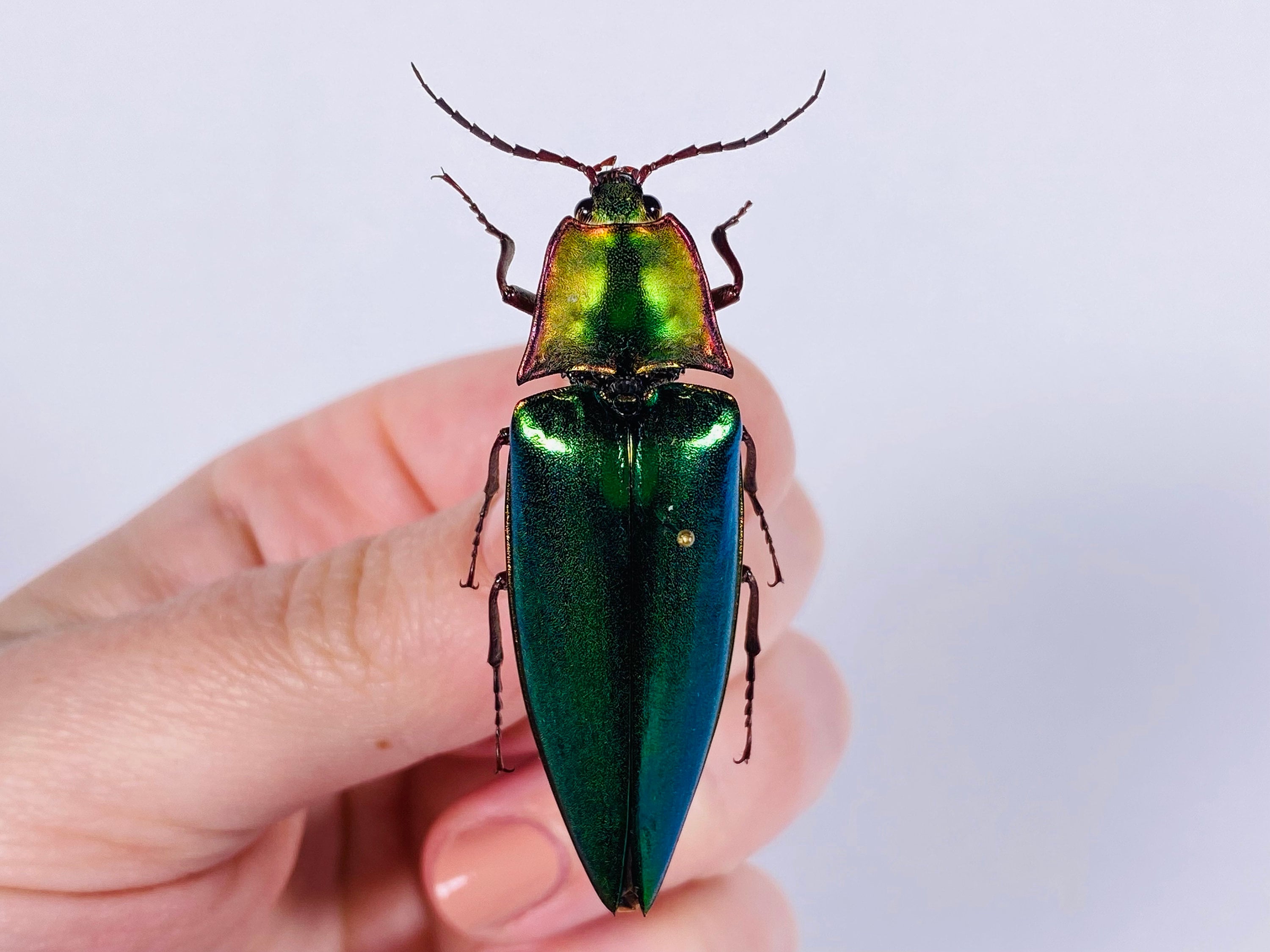 Campostermus Auratus Malaysia (MY) - Wild Caught - Real Asian