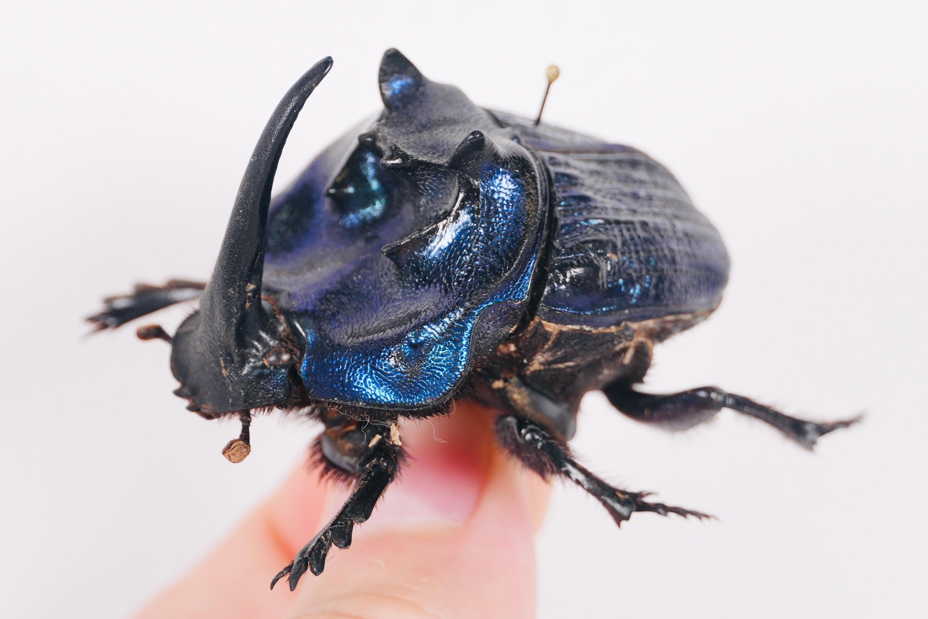 Coprophanaeus Lancifer Peru (PE) - Wild Caught - Giant Dung Beetle