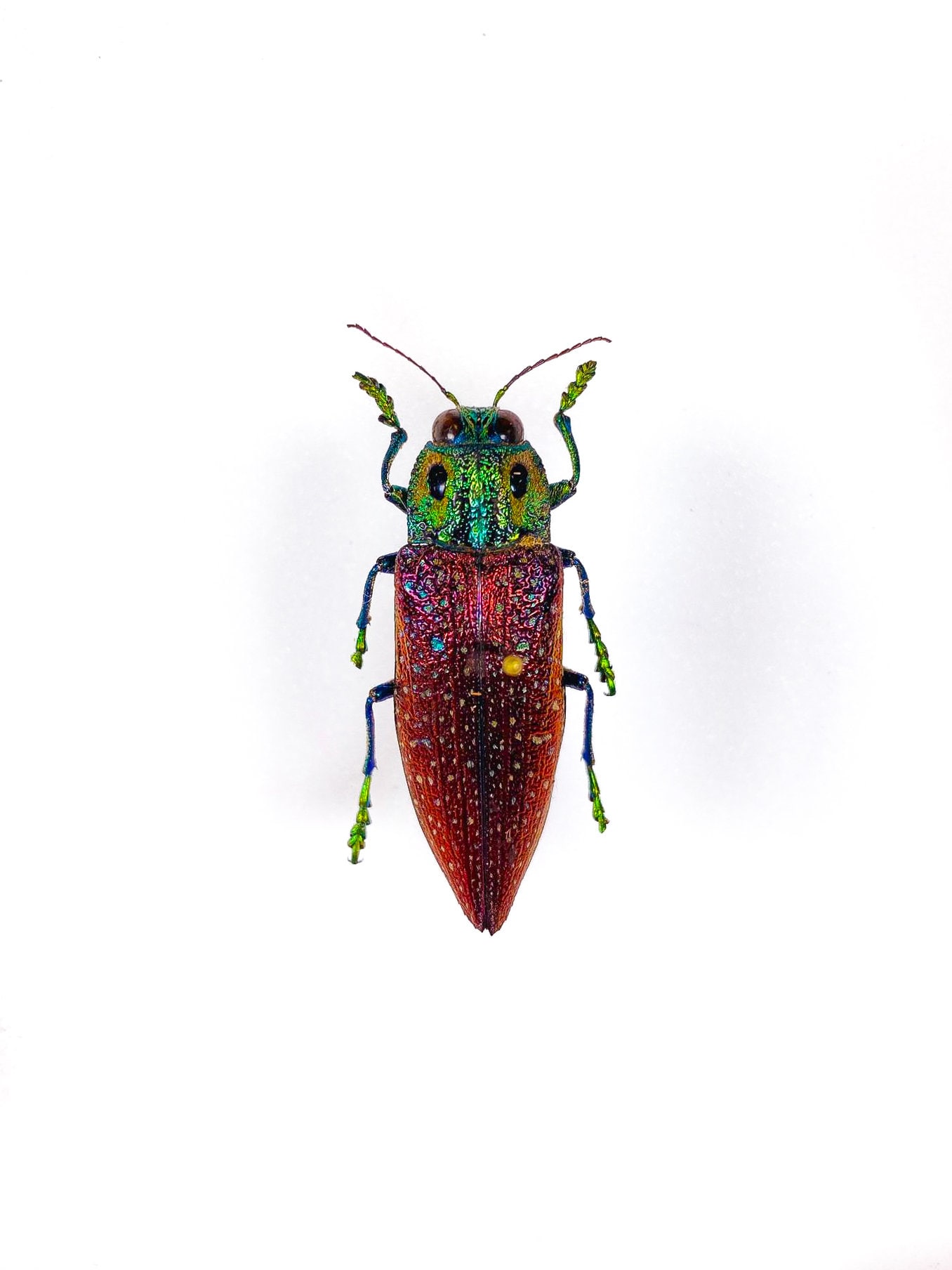 Real Metallic Purple Jewel Beetle of Madagascar Lampropepla