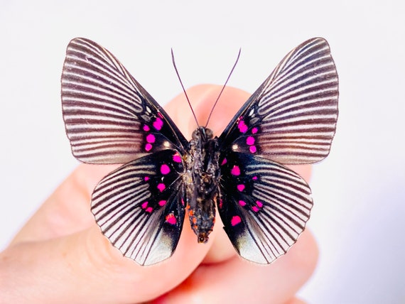 Lyropteryx Apollonia Peru (PE) - Wild Caught - Real Butterfly