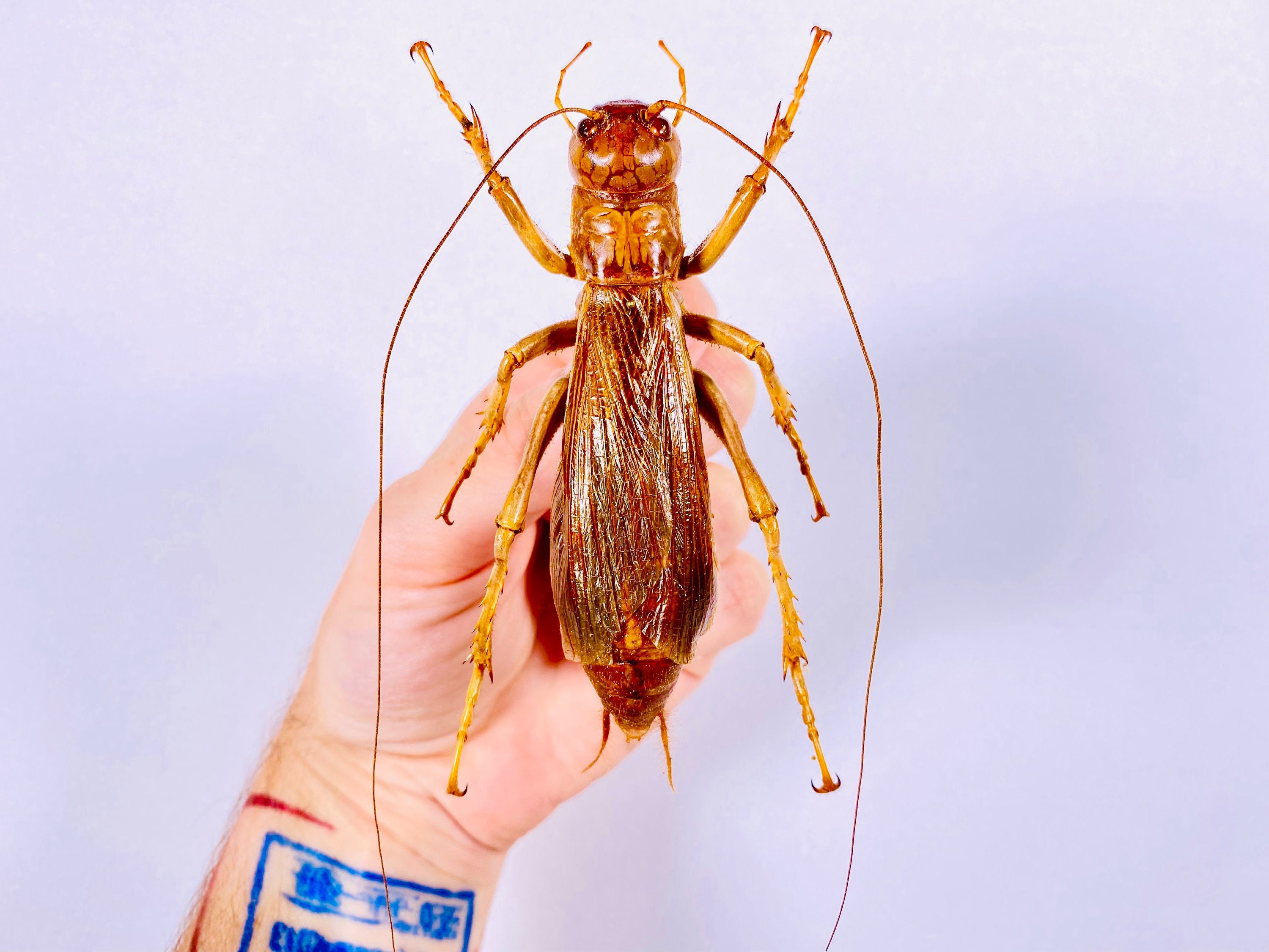 Sia ferox Indonesia (ID) - Pair of unmounted real cricket