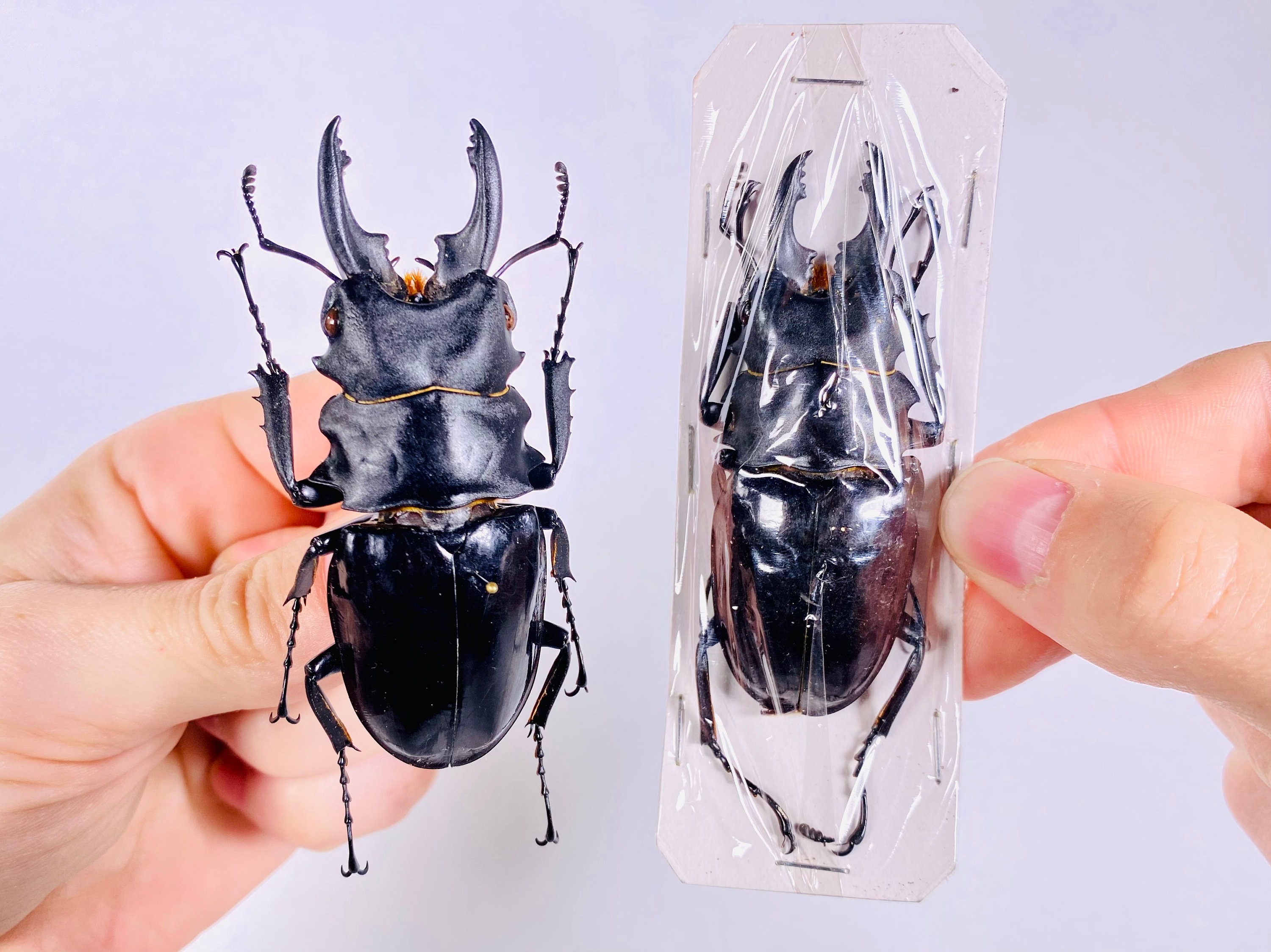 Odontolabis Bellicosus Real Dry Stag Beetle Insect Unmounted for