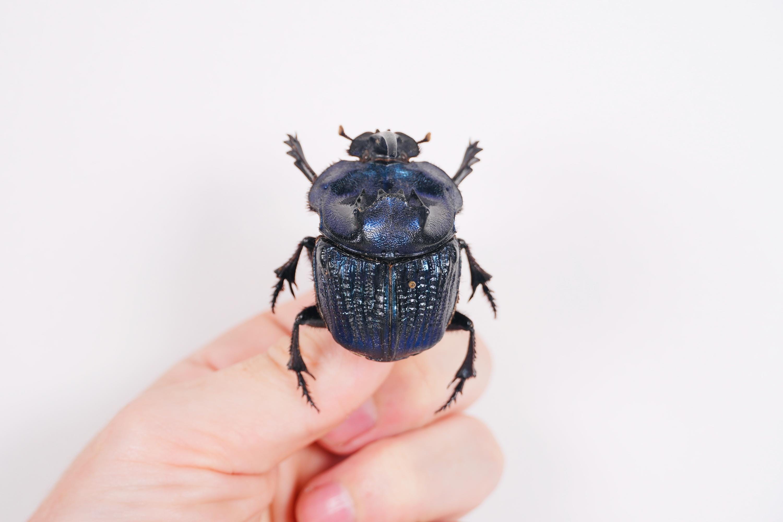 Coprophanaeus Lancifer Peru (PE) - Wild Caught - Giant Dung Beetle