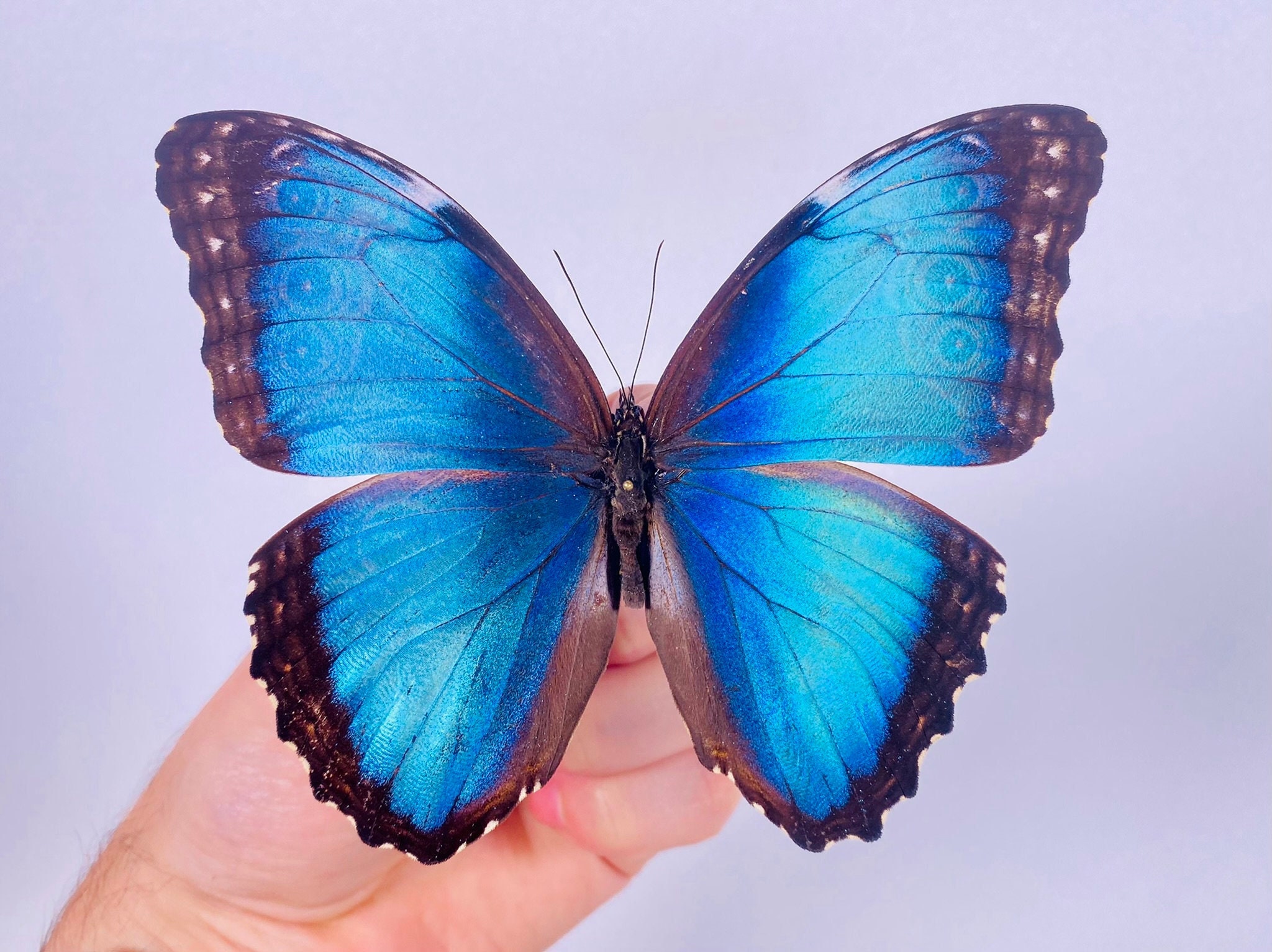 Morpho Helenor Narcissus Costa Rica - CR, Butterfly Unmounted for
