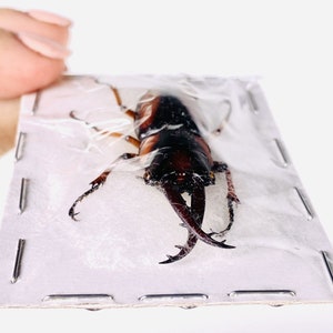 African stag beetle Prosopocoilus savagei Unmonted for artwork, taxidermy project and insect collection. image 9