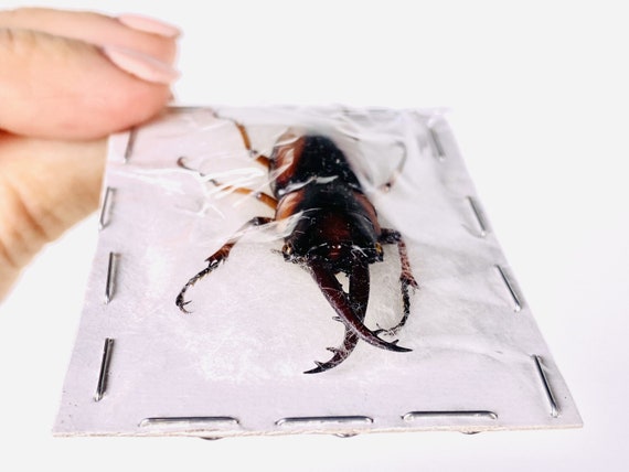 Prosopocoilus Savagei Uganda (UG) - Wild Caught - Savage's African