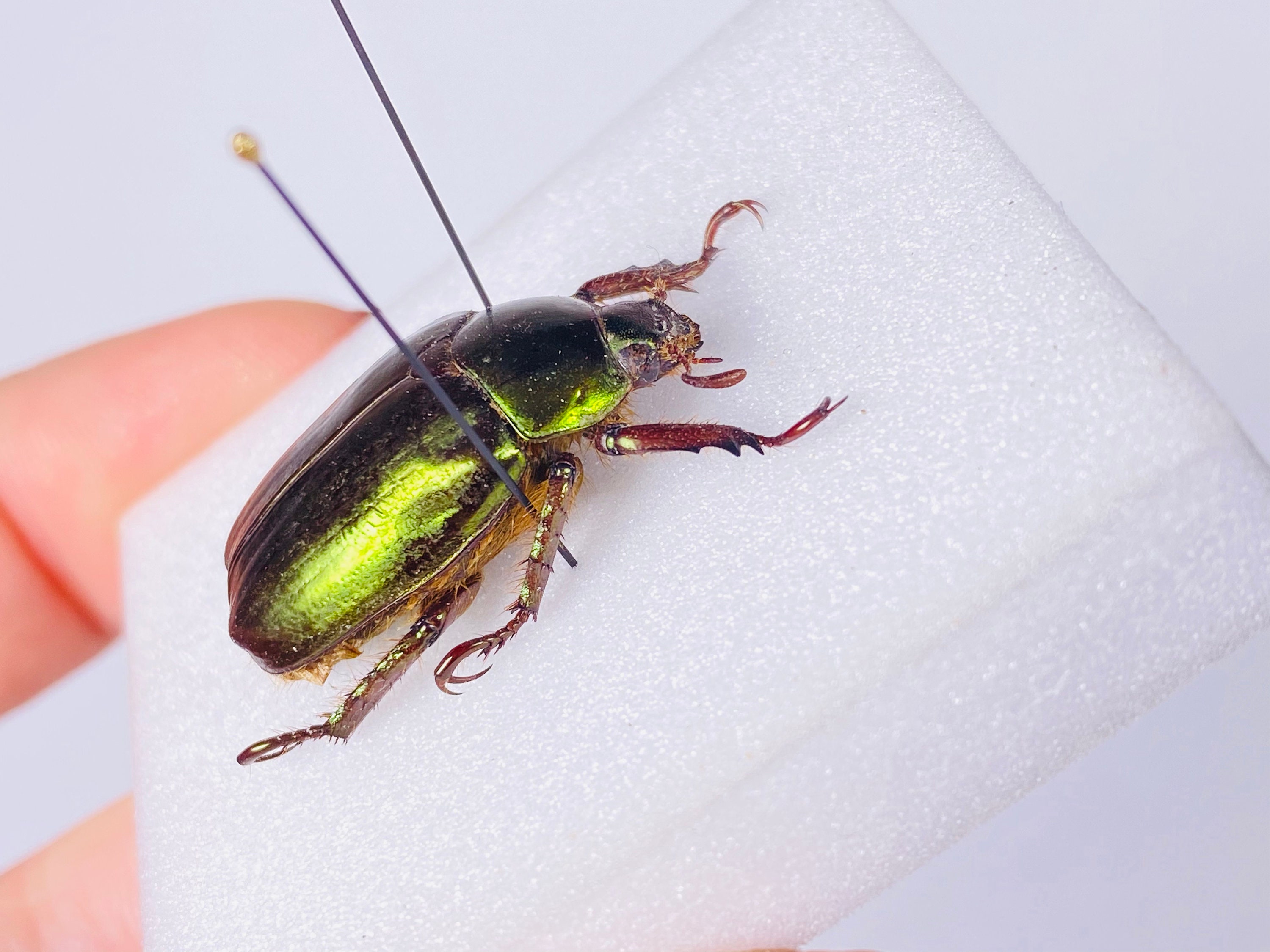 め*ま様 HELLOS Beetle Chacoal greenカラー ポールセ Emerald Beetle Chrysina Chalcothea for Taxidermy Artwork Jewelry