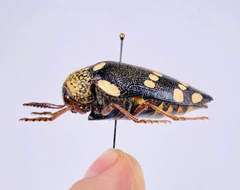 Sternocera castanea boucardii 本物のタマムシ昆虫（剥製、アート作品
