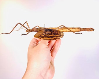 ニューギニアのナナフシ（PG） - 超巨大ナナフシ ファズマ SPREAD 剥製