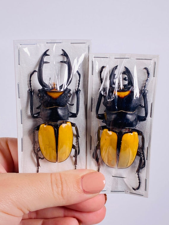Odontolabis Spectabilis Indonesia (ID) - Real Stag Beetle for