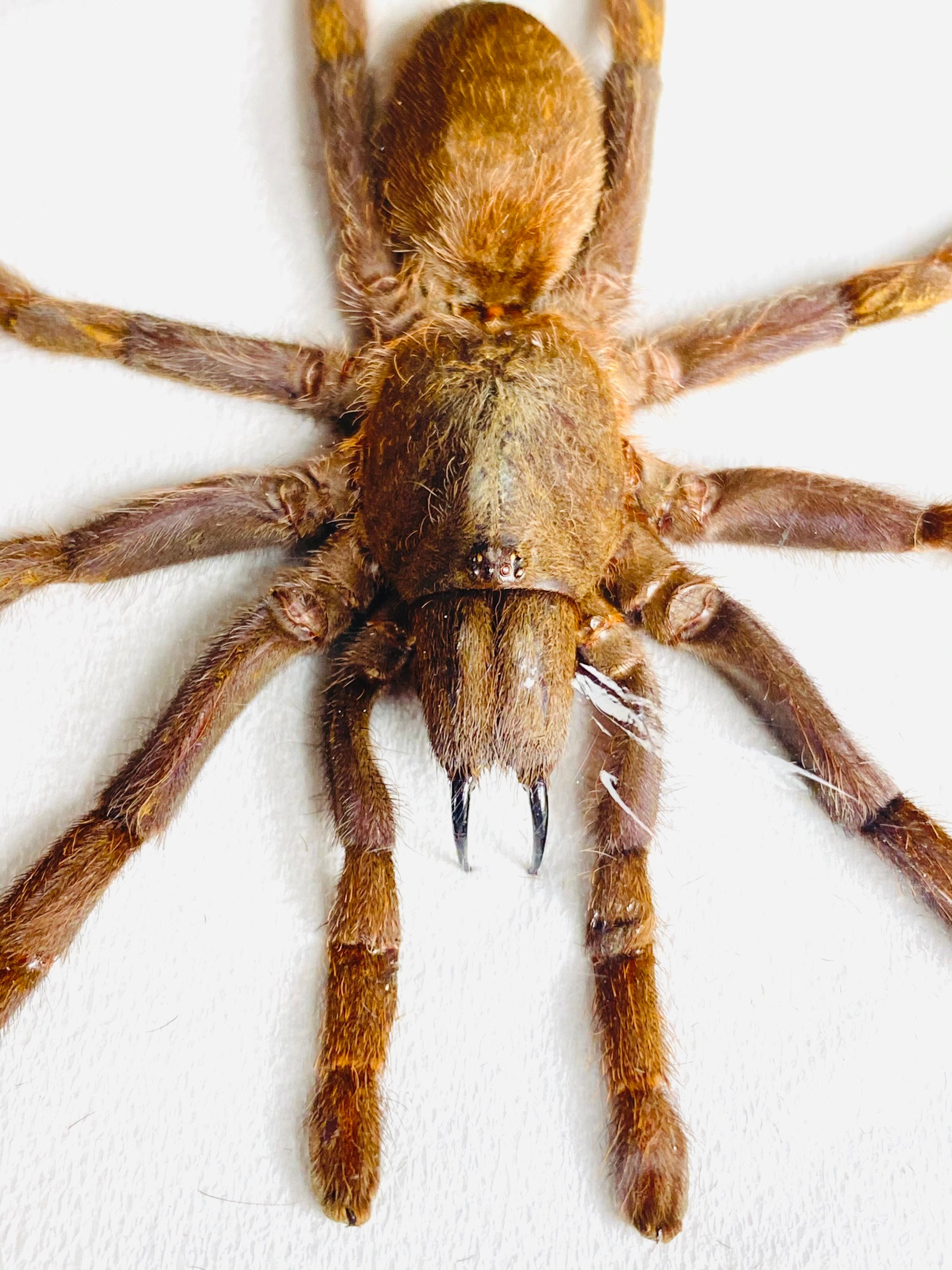 Spider real Eurypelma spinicrus Indonesia - ID, spider for insect