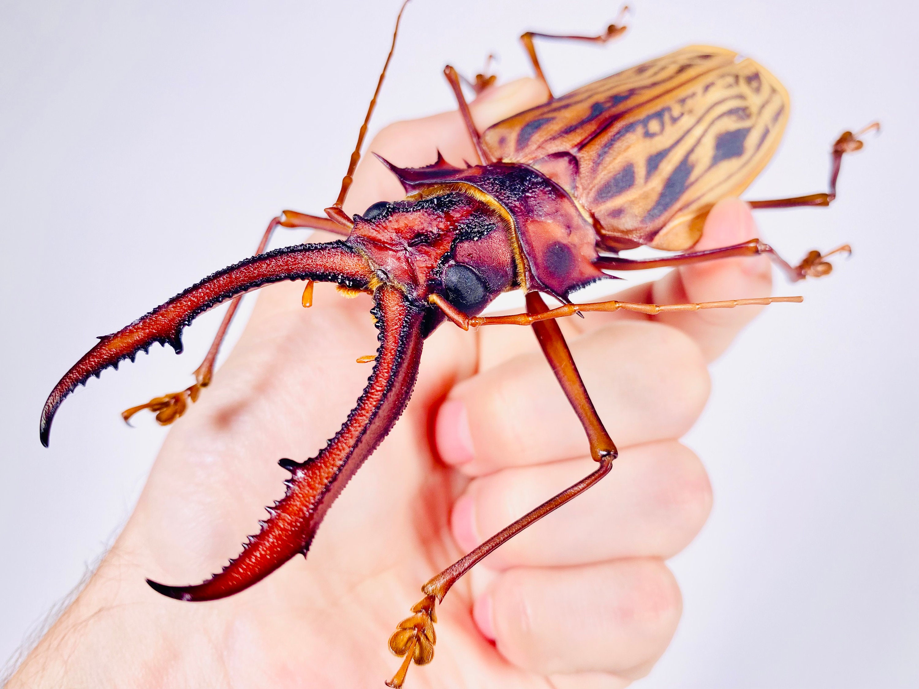 本物の巨大なサーベルトゥースカミキリ（Macrodontia cervicornis