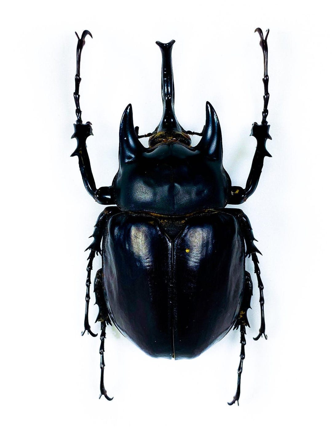 昆虫アートプロジェクトの本物のオオカブトムシ Megasoma actaeon