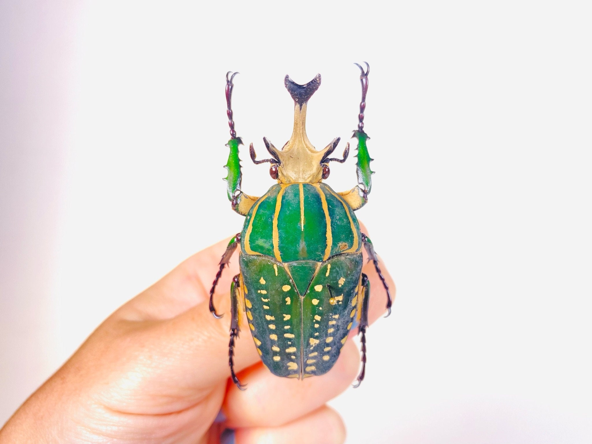 Entomology Specimen Jumnos ruckeri ruckeri 49.8mm A1 Thailand Flower ...