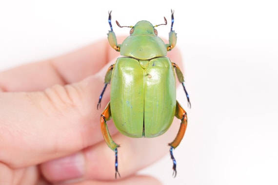 Green Shell Insect Green Shell Insect