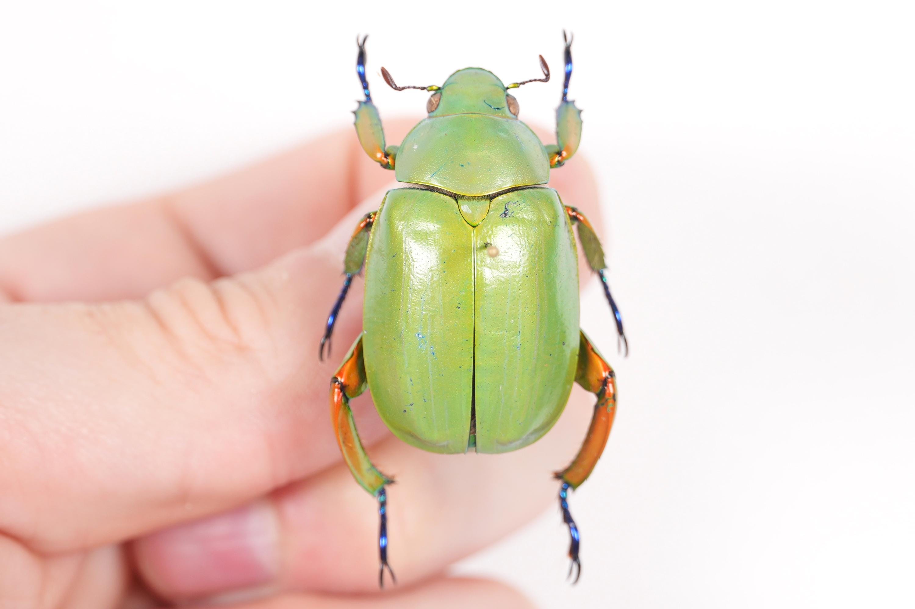 Real Big and Green Beetle Chrysina Macropus, Unmounted Bug in PAIR