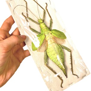 Giant stick insect for artwork Heteropteryx dilatata image 9