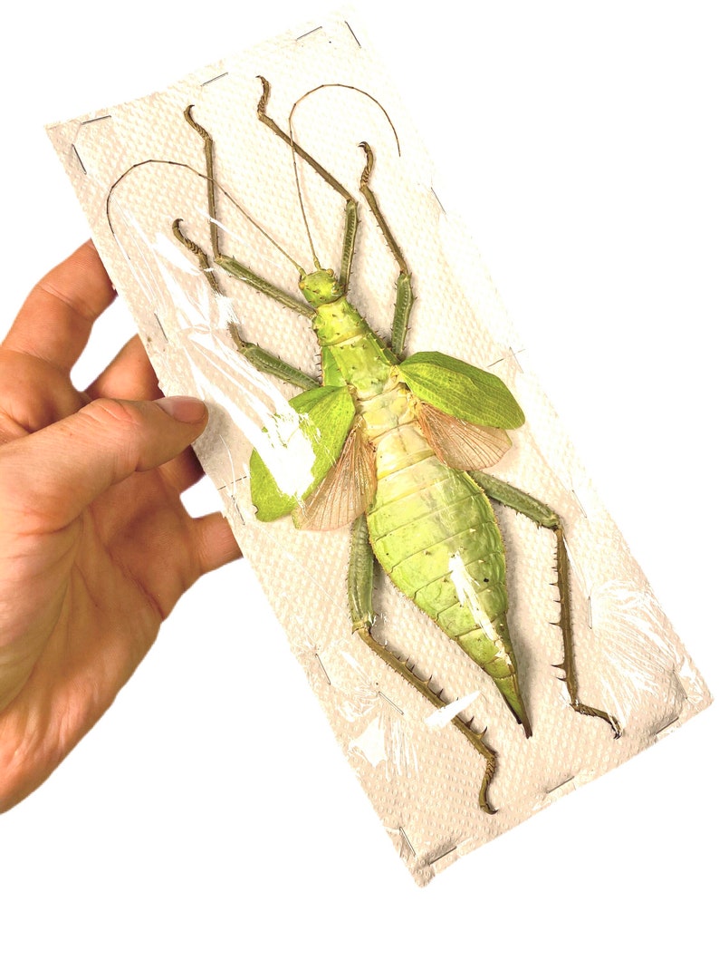 Giant stick insect for artwork Heteropteryx dilatata image 9