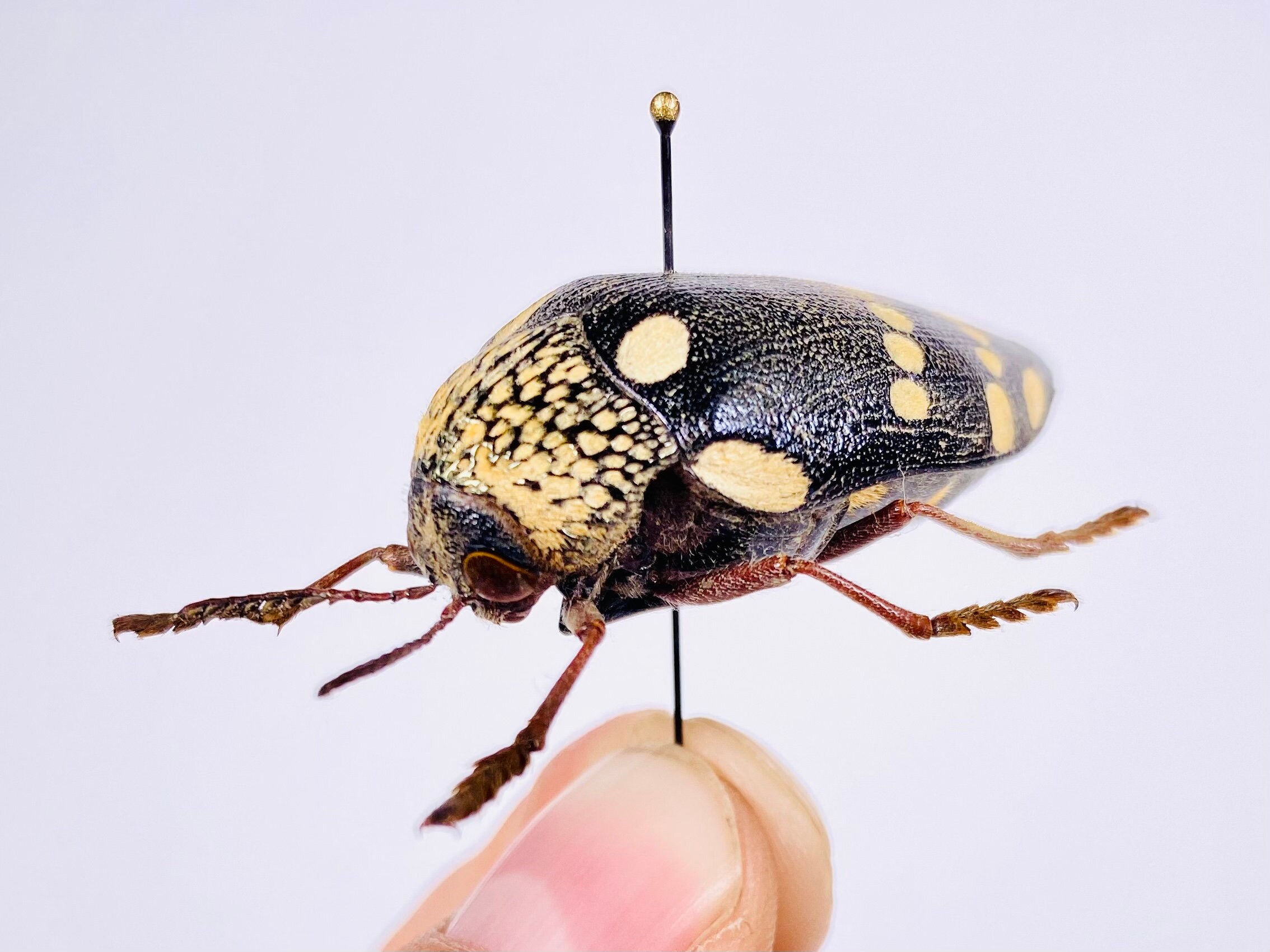 Sternocera castanea boucardii 本物のタマムシ昆虫（剥製、アート作品