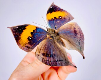 Kallima inachus chinensis CN 中国枯れ葉蝶本物の蝶、剥製アート