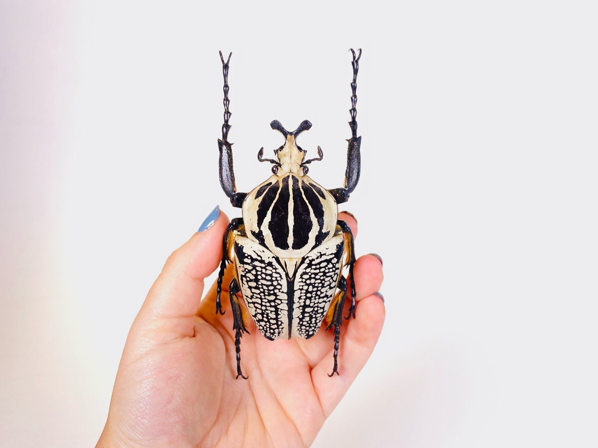 Goliathus Orientalis Democratic Republic of Congo (CD), Wild