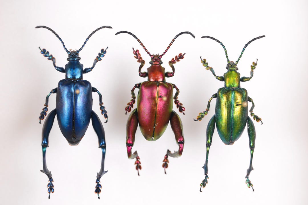標本 BEETLES OF THAILAND 2nd Edition il_1080xN.6910530430_ktat.jpg
