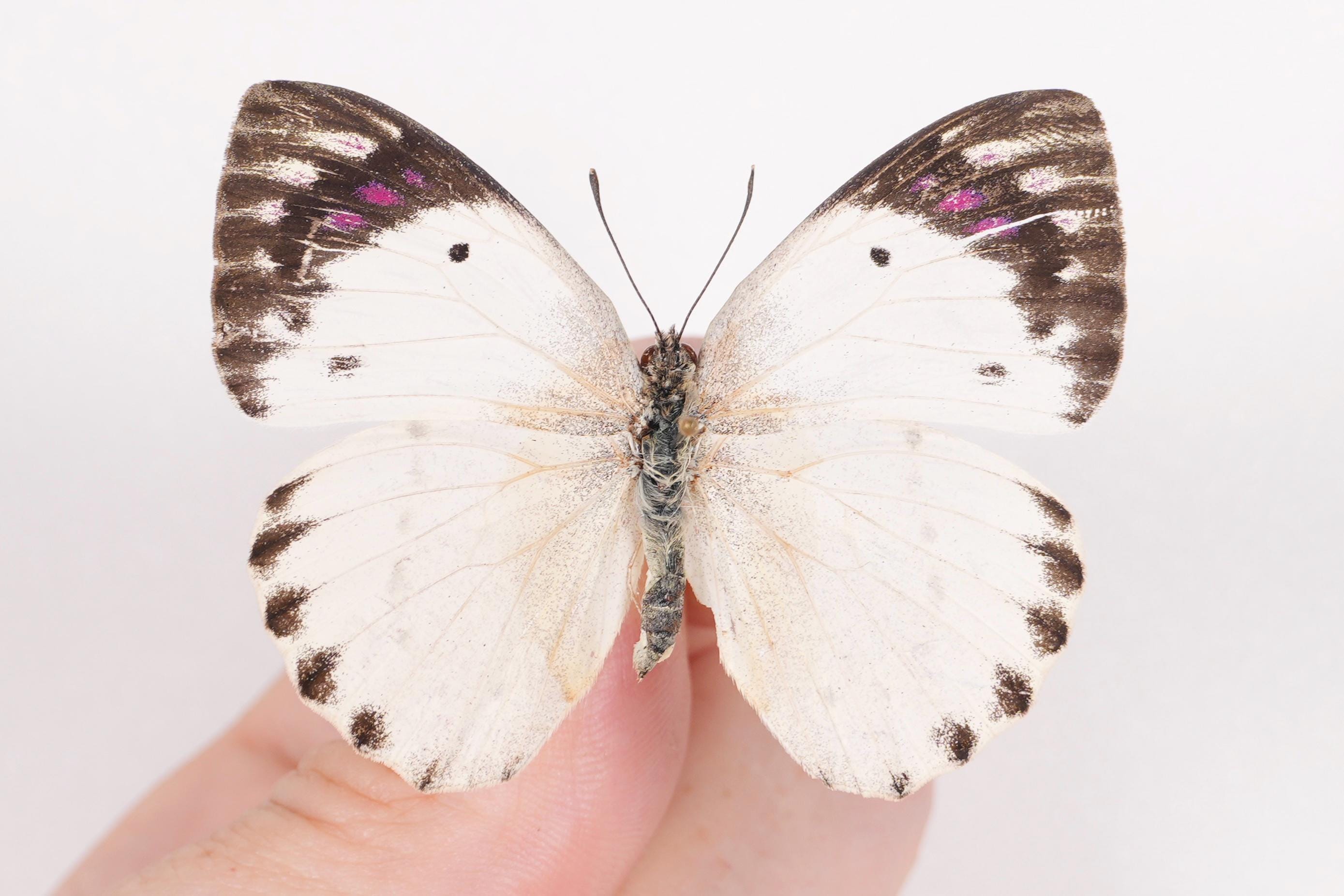 Colotis Regina Kenya (KE) - Wild Caught - Queen Purple Tip