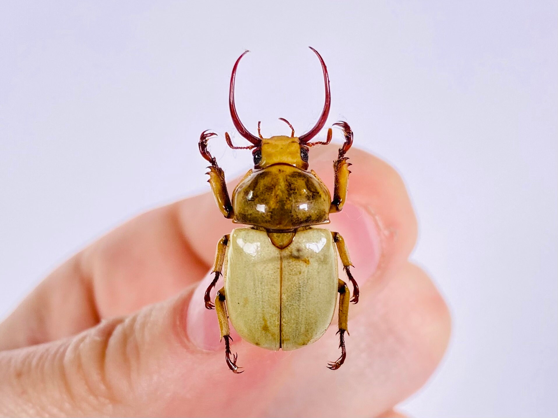 Kibakoganea Dohertyi Satoi Real Dry Horned Scarad Male Beetle