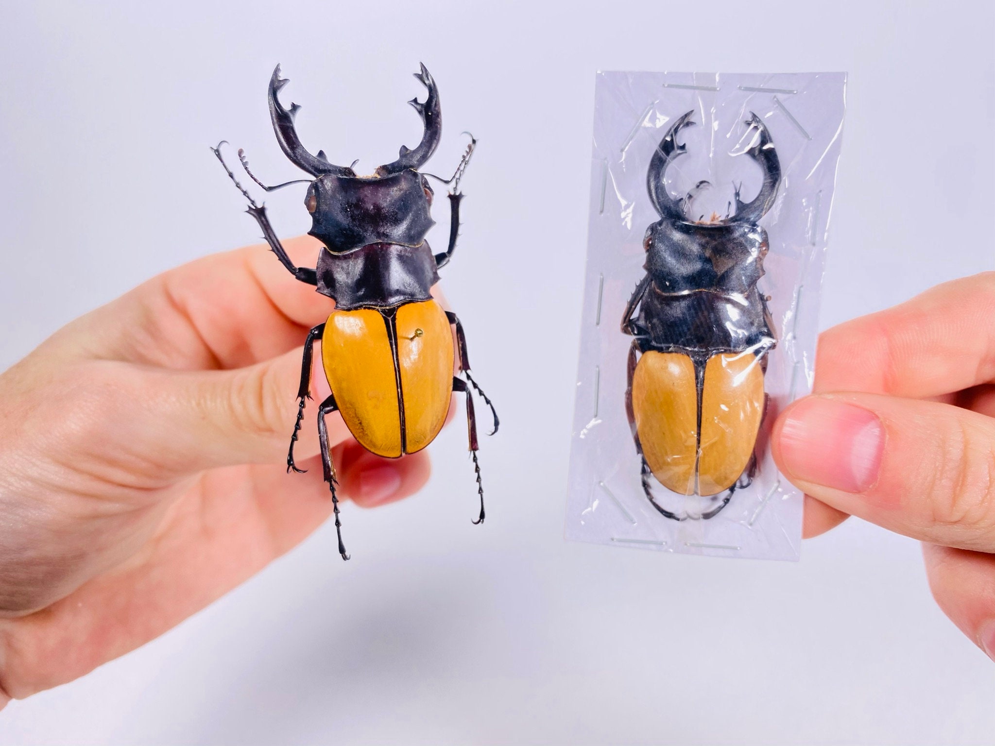 Scarabée Odontolabis Elegans Mâle Et Femelle En Vitrine 3D - Insecte Véritable Qualité Musée