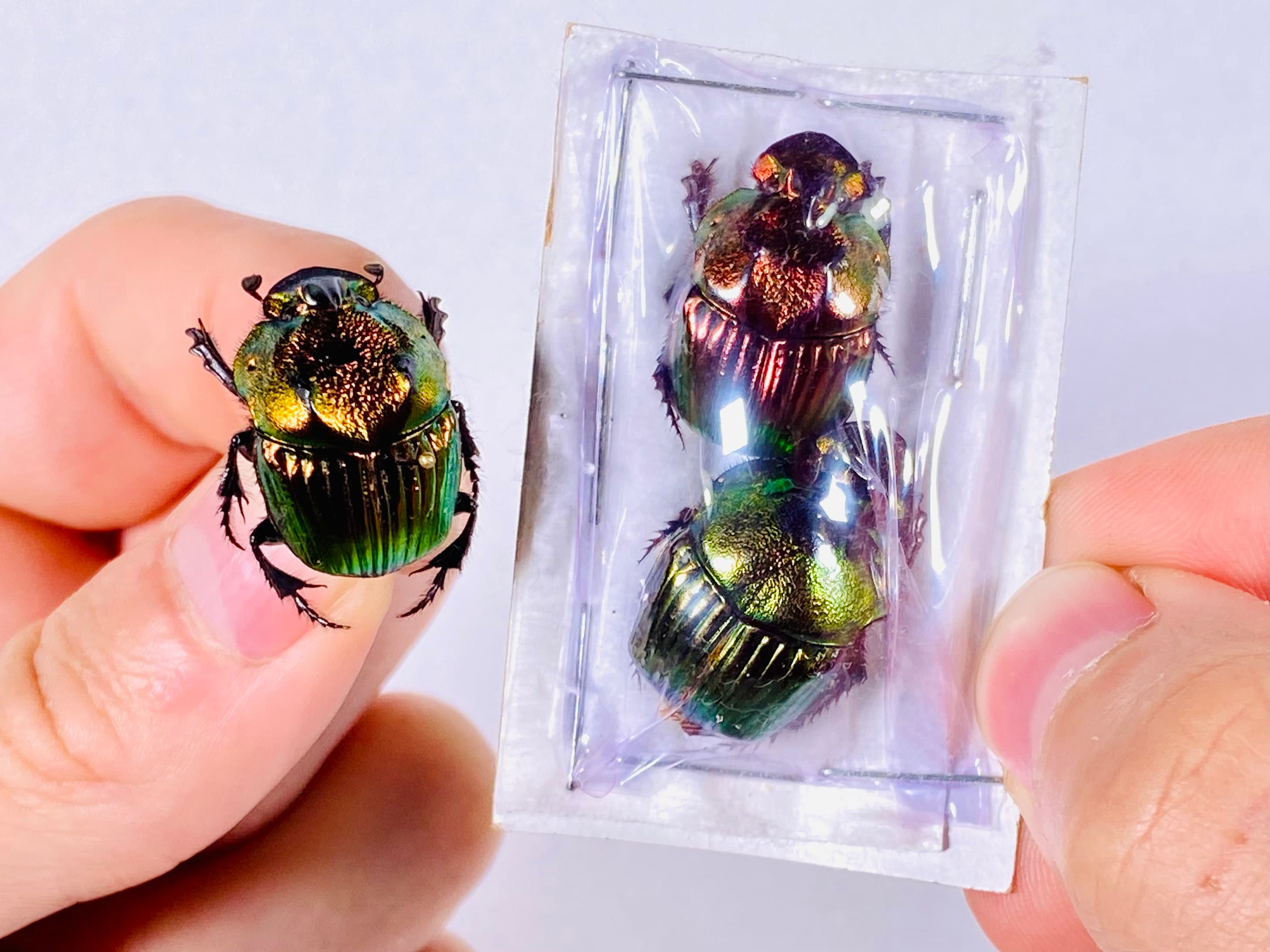 Phanaeus Mexicanus SMALL Real Dung Beetle for Insect Artwork