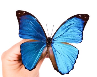 Morpho Cisseis/phanodemus Peru (PE) - Wild Caught - Blue Orange