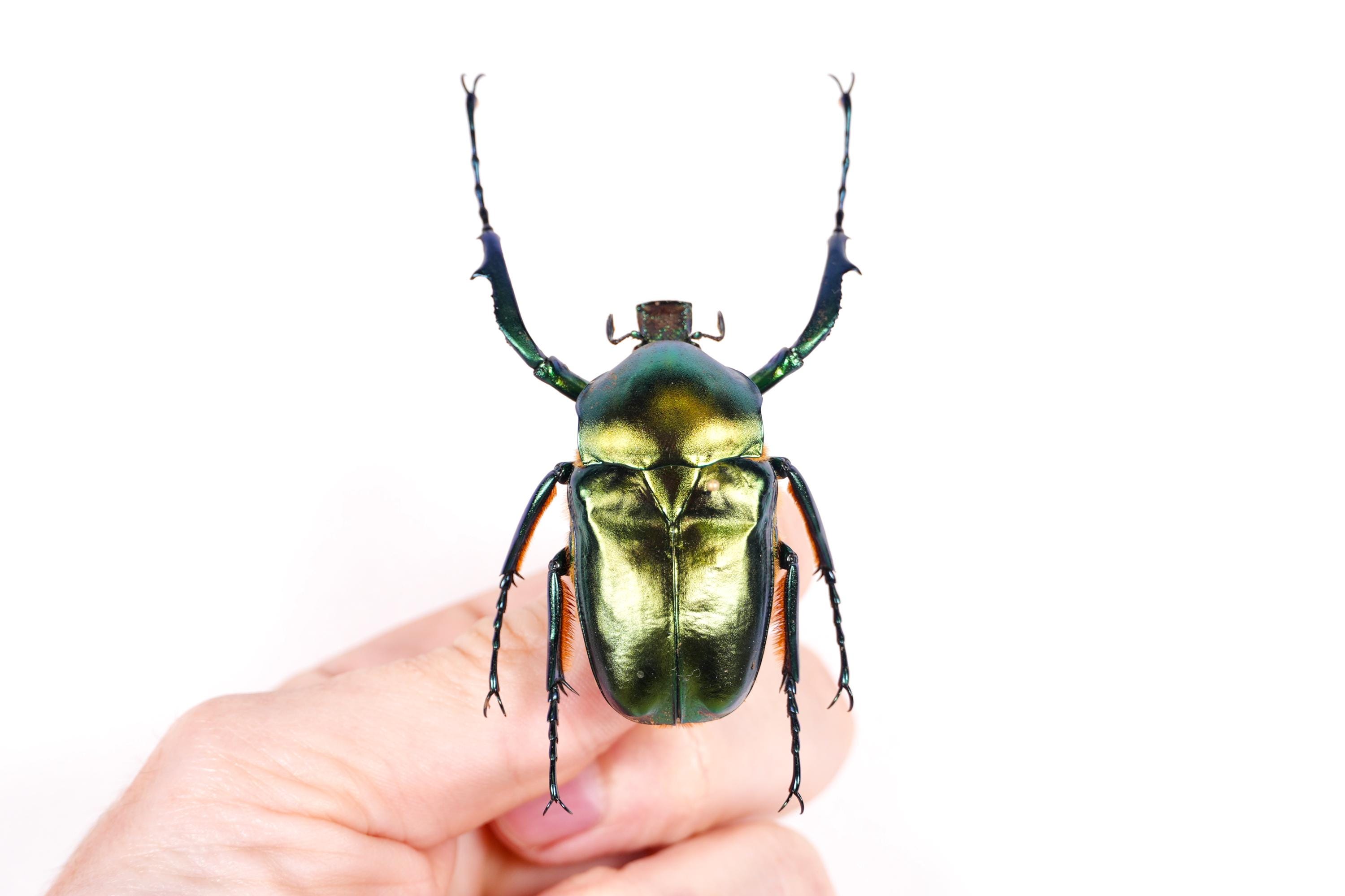 Cetoniinae - Etsy Denmark
