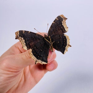 Mourningcloak butterfly Nymphalis antiopa for artwork taxidermy art project insect collection image 5