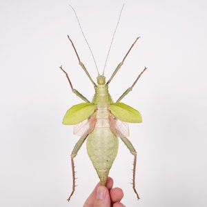 Heteropteryx Dilatata - Etsy