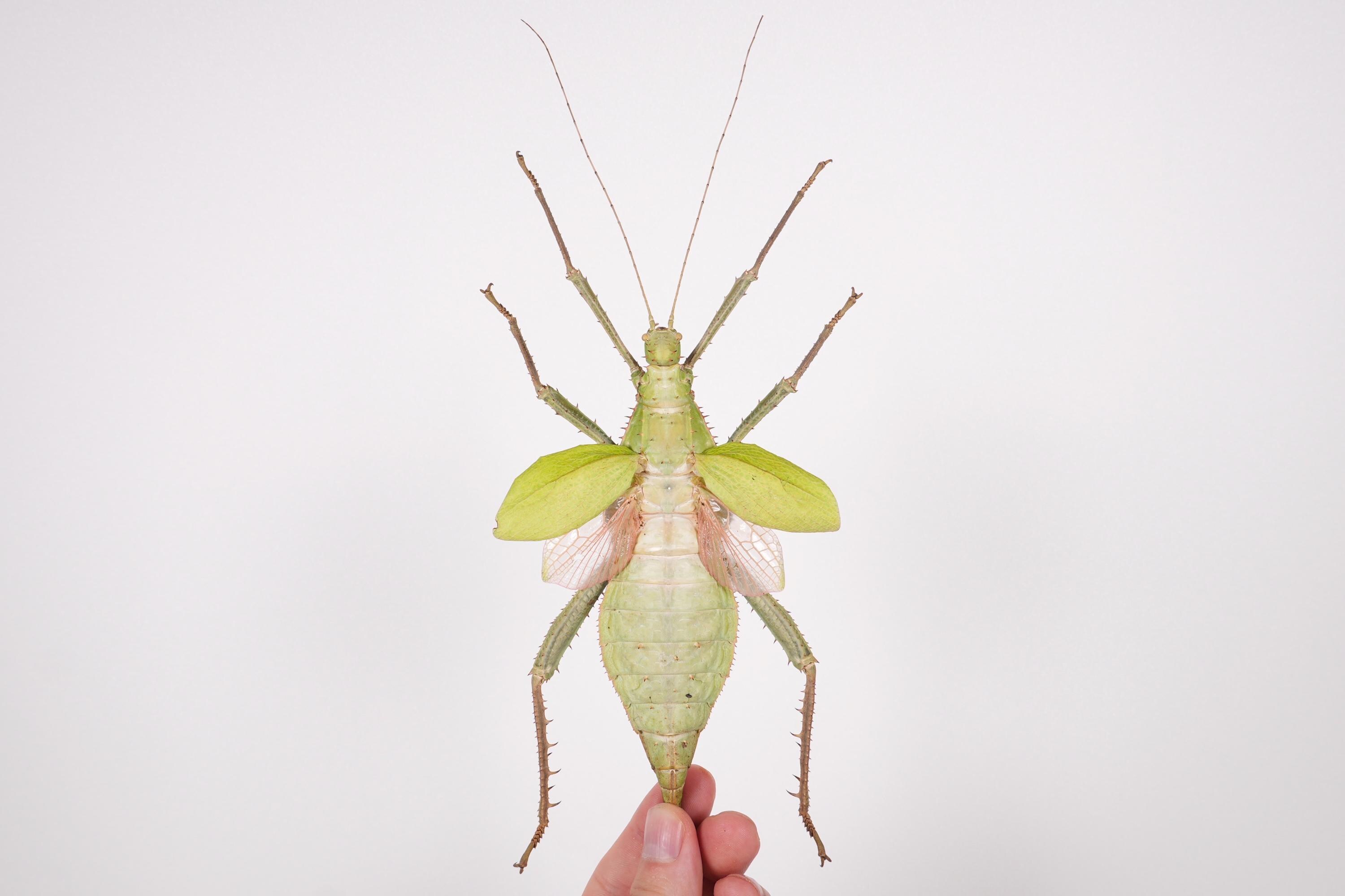 Heteropteryx dilatata Giant stick, Malaysia - MY, insect unmounted for insect artwork, insect collection, or taxidermy project.