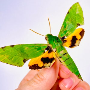 May include: A vibrant green and yellow moth with black markings. The moth's wings are spread, showcasing a striking pattern. The insect is held by a hand against a white background, highlighting its natural beauty.