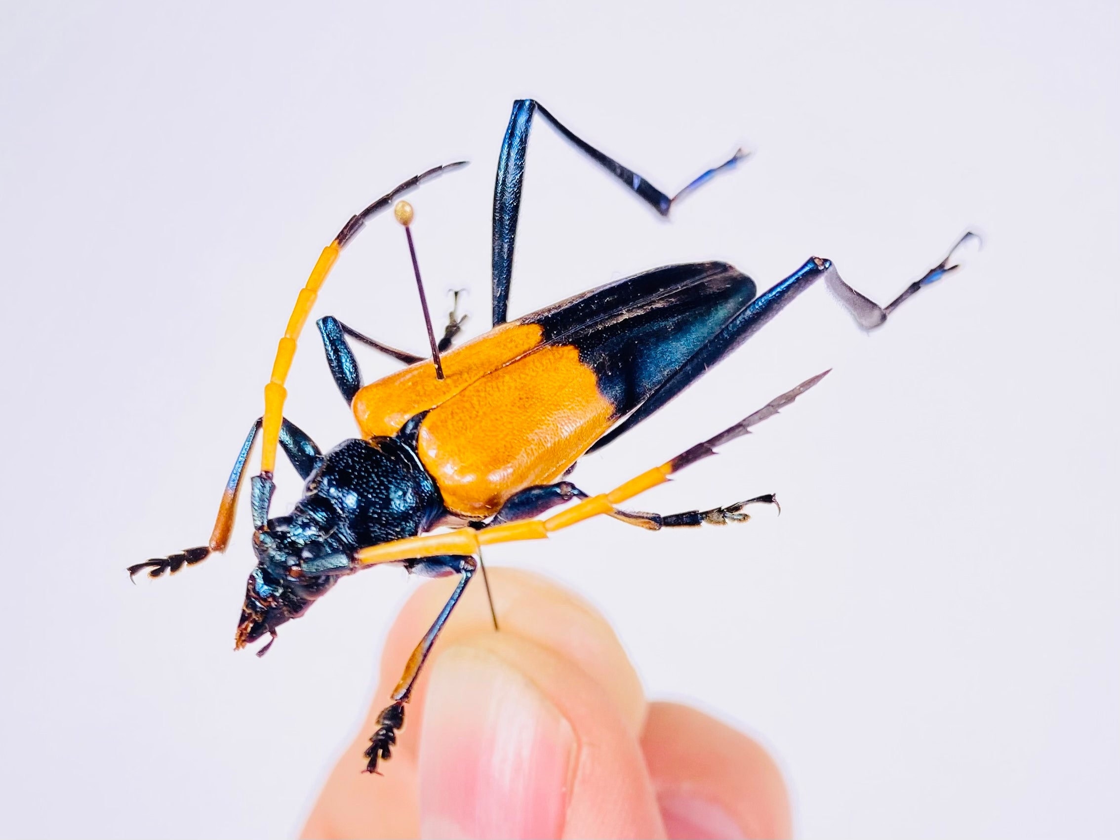 Pachyteria Javana Real Yellow Blue Metallic Long Horned Beetle