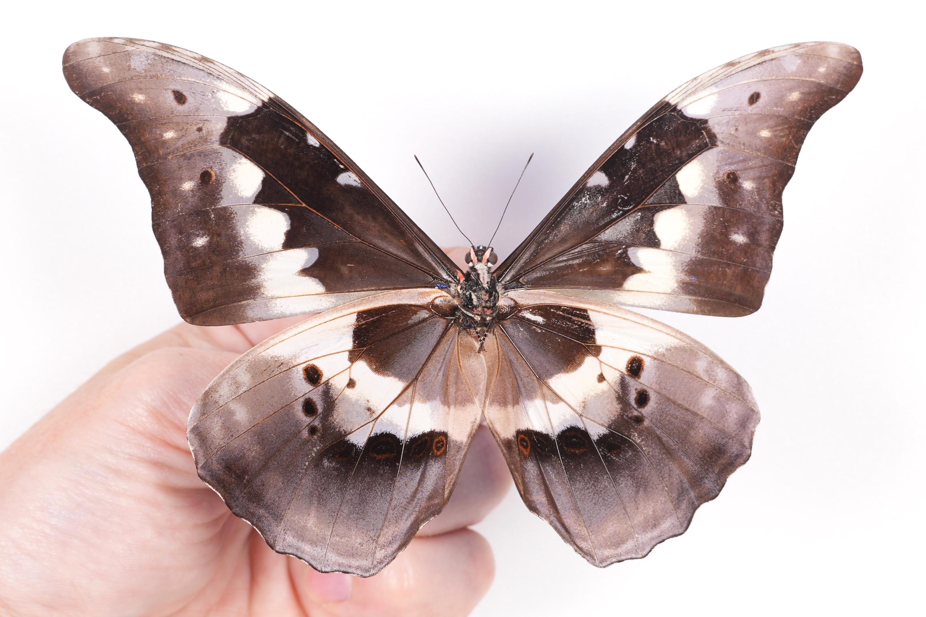 Morpho Rethenor Helena Peru (PE) - Wild Caught - Real Metallic