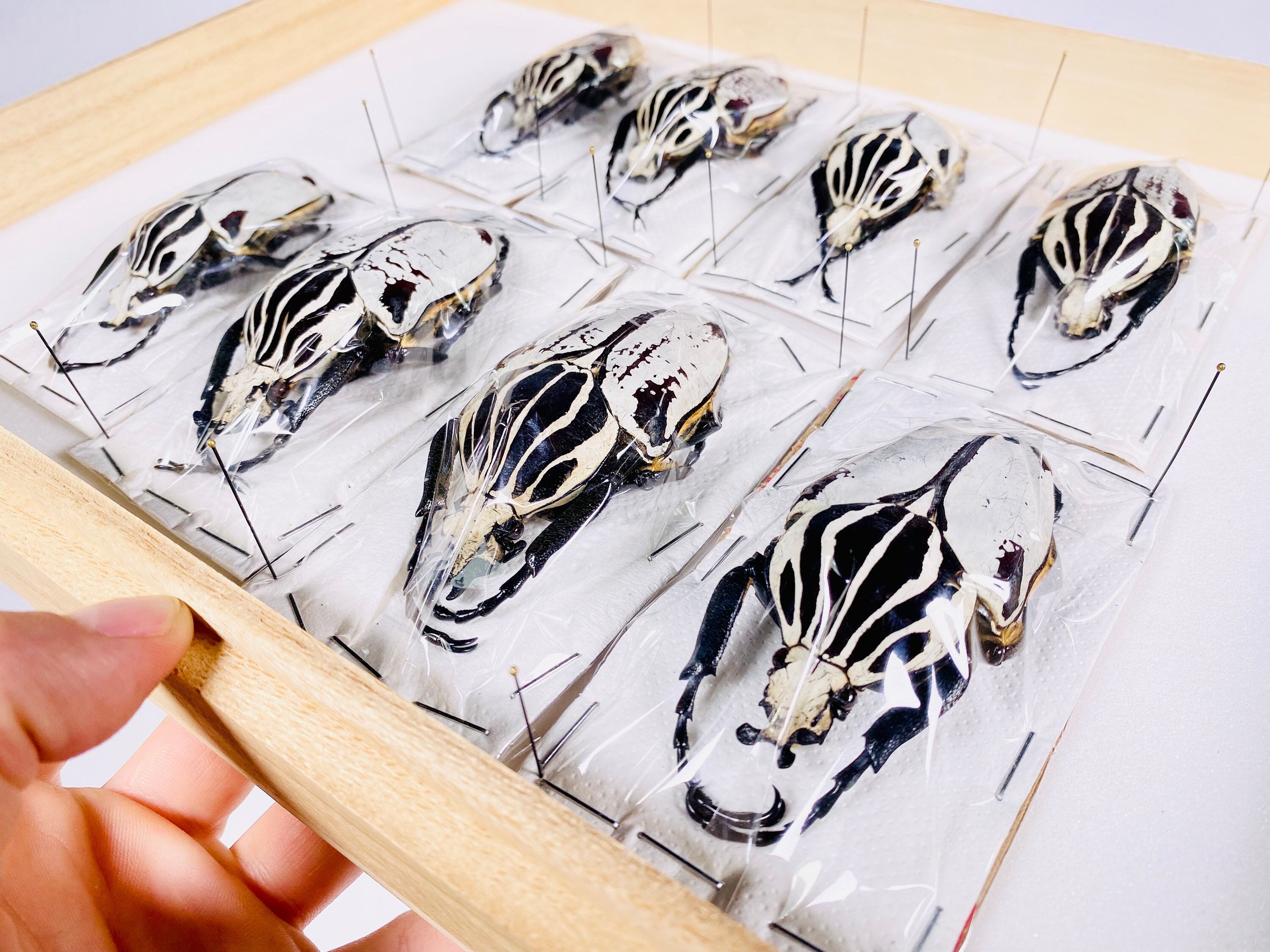 標本 Goliathus giliatus 97mm Goliathus Goliatus Rare White Specimens by the Unit # 11 to #18