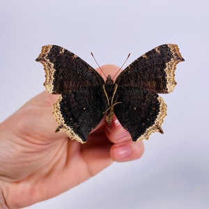 Mourningcloak butterfly Nymphalis antiopa for artwork taxidermy art project insect collection image 4