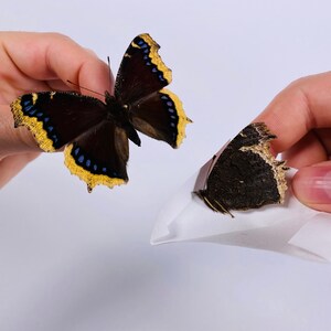 Mourningcloak butterfly Nymphalis antiopa for artwork taxidermy art project insect collection image 7