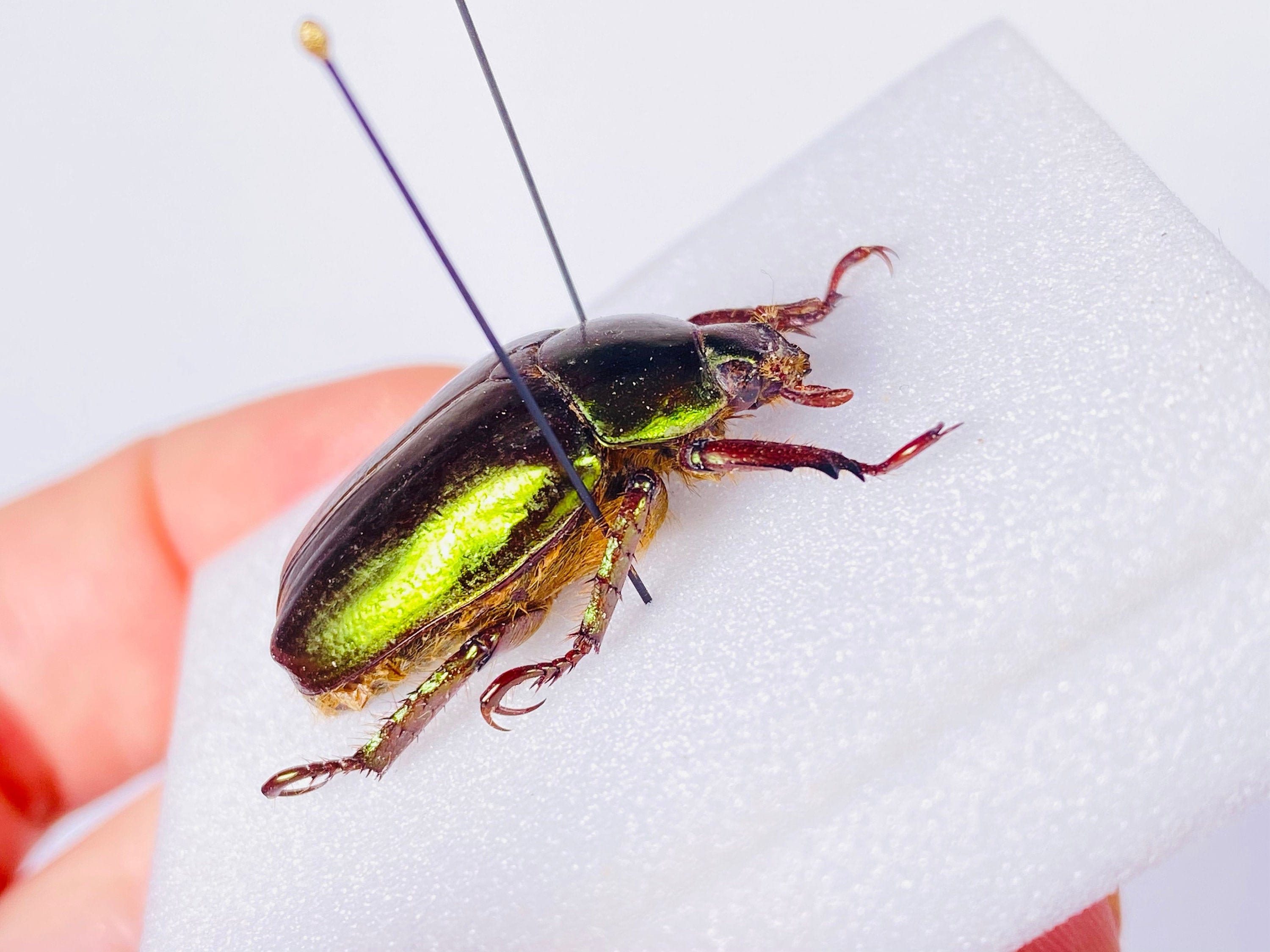 め*ま様 HELLOS Beetle Chacoal greenカラー ポールセ il_fullxfull.2913265162_1meh.jpg