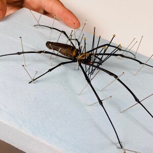 Araignée femelle nephila de haute qualité pour l'œuvre d'art Nephila pelipes or clavipes image 7