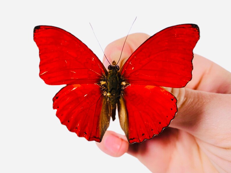 Red velvet Cymothoe sangaris for insect artwork butterflies collection or taxidermy project